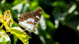 Akdeniz Hanmeli Kelebei (Limenitis reducta)