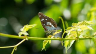 Akdeniz Hanmeli Kelebei (Limenitis reducta)