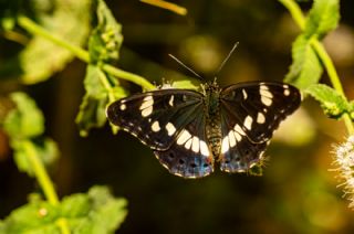 Akdeniz Hanmeli Kelebei (Limenitis reducta)