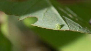 Akdeniz Hanmeli Kelebei (Limenitis reducta)