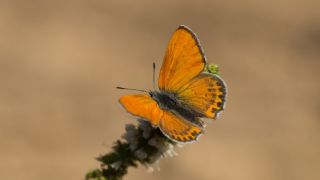 Kk Ate Gzeli (Lycaena thersamon)