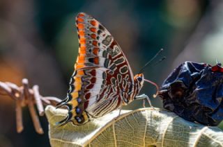 ift Kuyruklu Paa (Charaxes jasius )