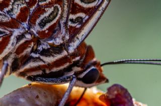 ift Kuyruklu Paa (Charaxes jasius )