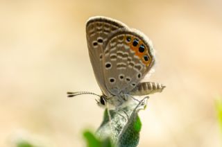 Mcevher Kelebei (Chilades trochylus)