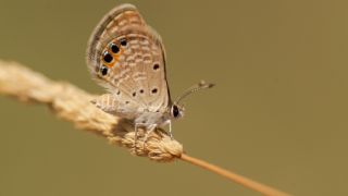 Mcevher Kelebei (Chilades trochylus)