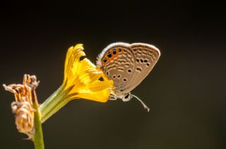 Mcevher Kelebei (Chilades trochylus)