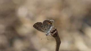 Mcevher Kelebei (Chilades trochylus)