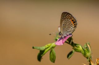 Mcevher Kelebei (Chilades trochylus)