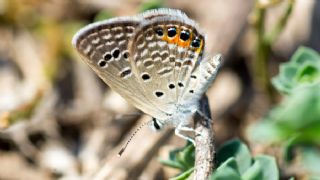 Mcevher Kelebei (Chilades trochylus)