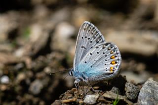 okgzl Amanda (Polyommatus amandus)