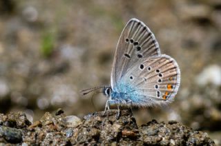 okgzl Gzel Mavi (Polyommatus bellis)