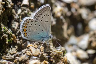 okgzl Amanda (Polyommatus amandus)