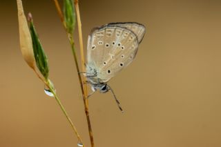 Anormal �okg�zl�&nbsp;(Polyommatus&nbsp;admetus)