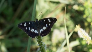 Akdeniz Hanmeli Kelebei (Limenitis reducta)