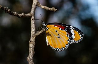 Sultan (Danaus chrysippus)