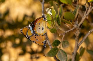 Sultan (Danaus chrysippus)