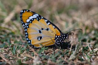 Sultan (Danaus chrysippus)