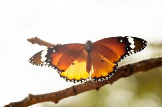 Sultan (Danaus chrysippus)