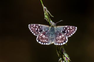 Ege Zpzp (Pyrgus melotis)