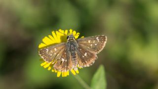 Kzl Zpzp (Spialia orbifer)