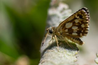 Kzl Zpzp (Spialia orbifer)