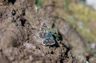 Kzl Zpzp (Spialia orbifer)