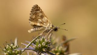 Kzl Zpzp (Spialia orbifer)