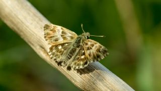 �ark Z�pz�p�&nbsp;(Carcharodus&nbsp;orientalis)