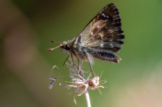 Hatmi Zpzp (Carcharodus alceae)