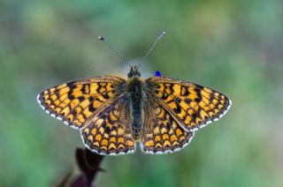 Cezayirli parhan (Melitaea ornata)