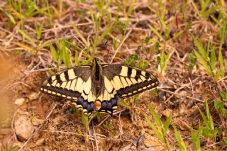 Krlangkuyruk (Papilio machaon)