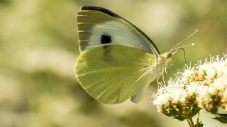 Byk Beyazmelek  (Pieris brassicae)