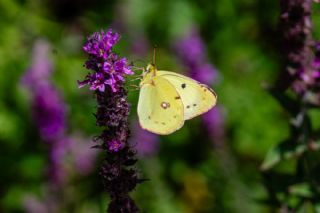 Sar� Azamet&nbsp;(Colias&nbsp;croceus)