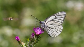 Al Beyaz (Aporia crataegi)