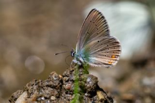 okgzl Gzel Mavi (Polyommatus bellis)