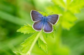 okgzl Gzel Mavi (Polyommatus bellis)