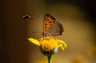 Benekli Bakr Gzeli (Lycaena phlaeas)