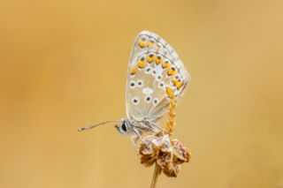 �okg�zl� Balkan Mavisi&nbsp;(Aricia&nbsp;anteros )