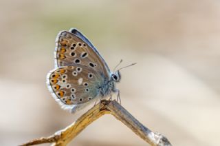 okgzl Balkan Mavisi (Aricia anteros )