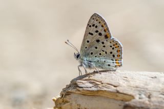 sli Bakr Gzeli (Lycaena tityrus)