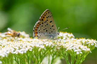 Byk Mor Bakr Gzeli (Lycaena alciphron)