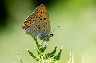 Byk Mor Bakr Gzeli (Lycaena alciphron)