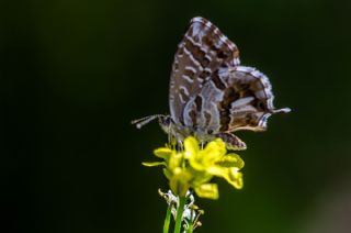 Sardunya Zebras, Geranyum Bronzu (Cacyreus marshalli)