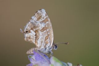 Sardunya Zebras, Geranyum Bronzu (Cacyreus marshalli)