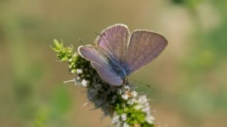 Mavi Zebra (Leptotes pirithous)