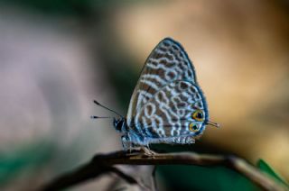 Mavi Zebra (Leptotes pirithous)