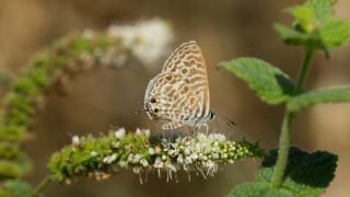 Mavi Zebra (Leptotes pirithous)