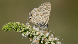 Mavi Zebra (Leptotes pirithous)