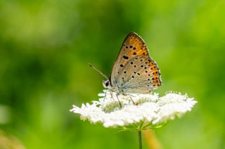 Byk Mor Bakr Gzeli (Lycaena alciphron)