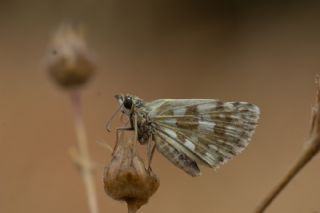 Zeytuni Z�pz�p&nbsp;(Pyrgus&nbsp;serratulae)